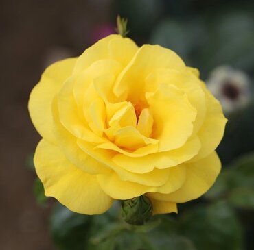 Golden Wedding Bush Rose 3 Litre - image 1
