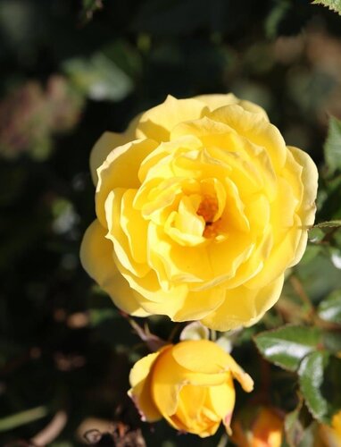 Golden Wishes Patio Rose 3 Litre - image 1