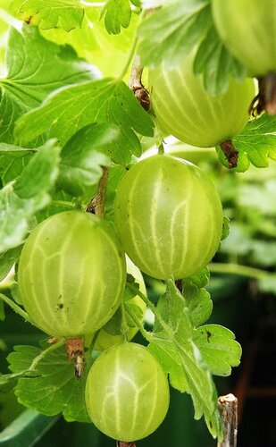 Gooseberry Hinnonmaki Green 3 litre