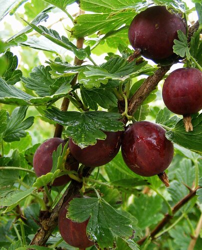 Gooseberry Hinnonmaki Red 3 Litre