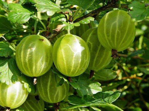 Gooseberry Hinnonmaki Yellow 3 litre