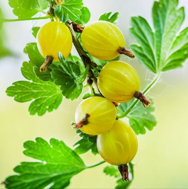 Gooseberry Hinnonmaki Yellow 3 Litre