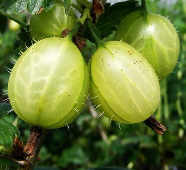 Gooseberry Invicta 3 litre