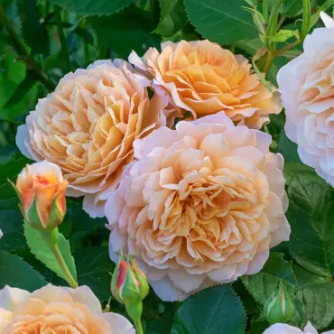Grace Shrub Rose 6 Litre