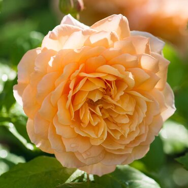 Grace Shrub Rose 6 Litre - image 1