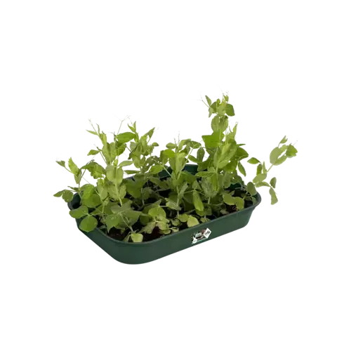 Green Basics Grow Tray M Leaf Green - image 3