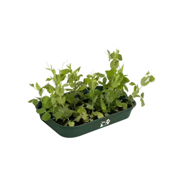 Green Basics Grow Tray M Leaf Green - image 3