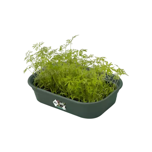 Green Basics Grow Tray S Leaf Green - image 3