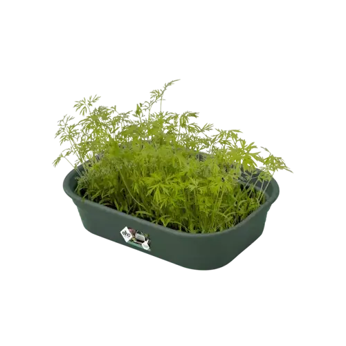 Green Basics Grow Tray S Leaf Green - image 3