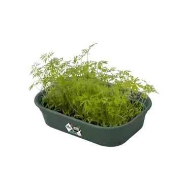 Green Basics Grow Tray S Leaf Green - image 3