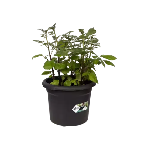 Green Basics Potato Pot 33cm Living Black - image 2