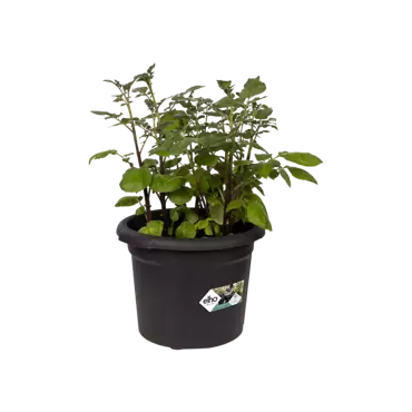 Green Basics Potato Pot 33cm Living Black - image 2