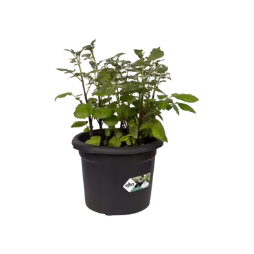 Green Basics Potato Pot 33cm Living Black - image 2