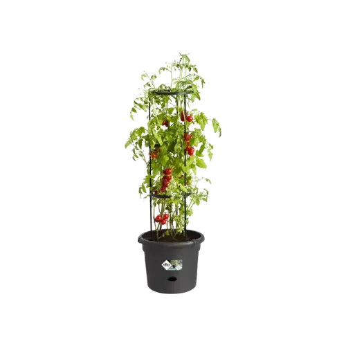 Green Basics Tomato Pot 33cm Living Black - image 1