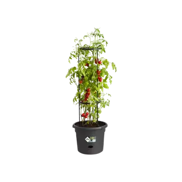Green Basics Tomato Pot 33cm Living Black - image 1