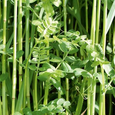 Green Manure Seeds (Winter Mix) - image 3