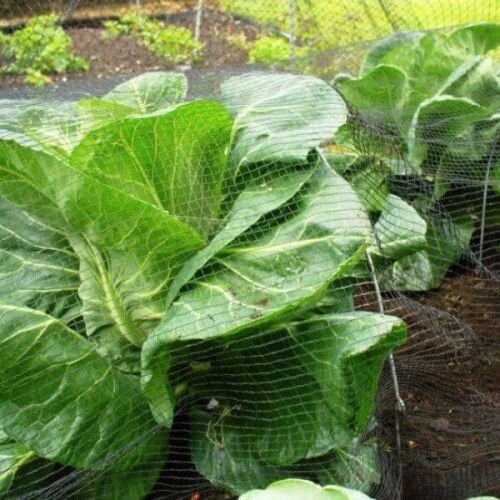 Green Soft Bird/Butterfly Netting 2x5m - image 2