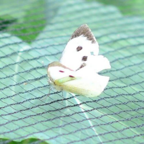 Green Soft Bird/Butterfly Netting 2x5m - image 1