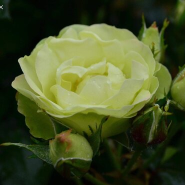 Green With Envy Bush Rose 3 Litre