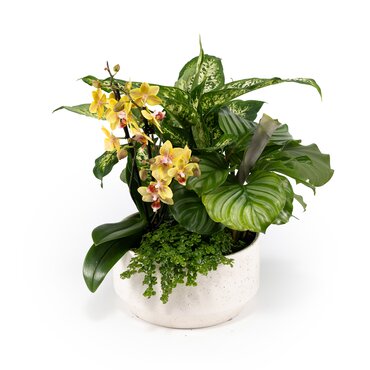 Greenery Arrangement in Planter 23cm