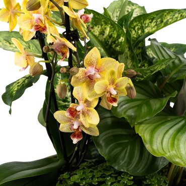 Greenery Arrangement in Planter 23cm - image 2