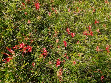 Grevillea Canberra Gem 3 Litre