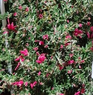 Grevillia Canberra Gem 3 Litre - image 2