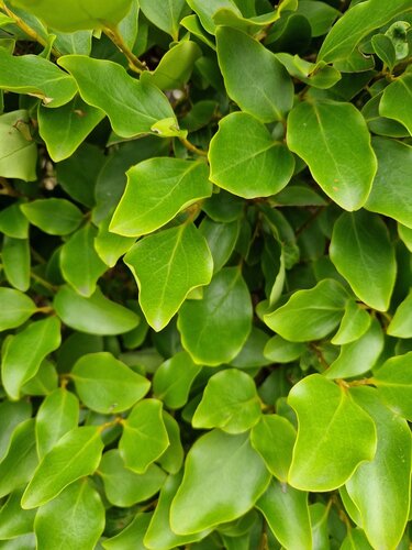 Griselinia Littoralis 3 Litre - image 1