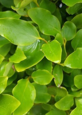 Griselinia littoralis 3 Litre