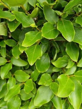 Griselinia littoralis 3 Litre - image 2