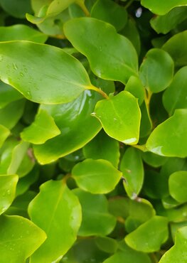 Griselinia Littoralis Emerald 3 litre