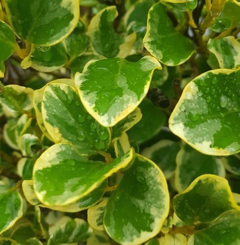 Griselinia Variegata 3 Litre - image 1