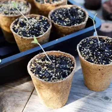 Gro-Sure Fibre Pots Round 8cm 12Pk - image 3