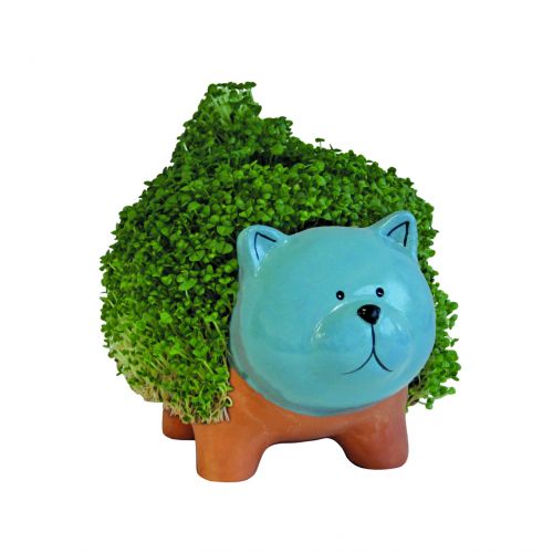 buy grow a pet terracotta plant cat