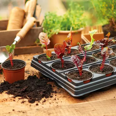 Growing Tray with18 Round Pots - image 3