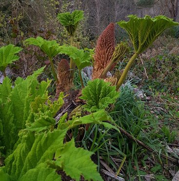 Gunnera manicata 3 Litre - image 1