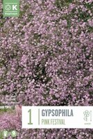Gypsophila (Baby's Breath)