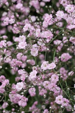 Gypsophila Festival Pink 1 Litre