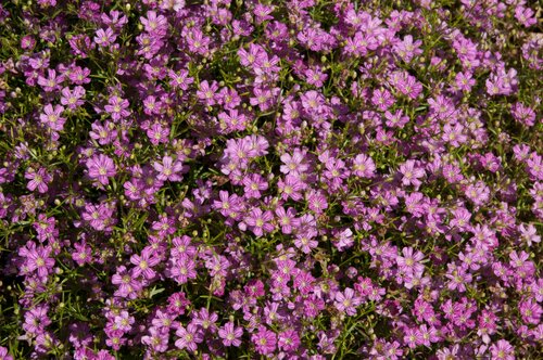 Gypsophila Gypsy Deep Rose 2 Litre