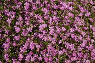 Gypsophila Gypsy Deep Rose 2 Litre