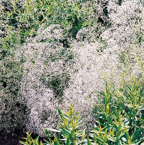 Gypsophila Paniculata Snowflake 9cm
