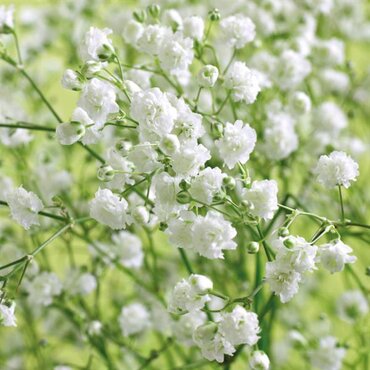 Gypsophila Paniculata Snowflake 9cm
