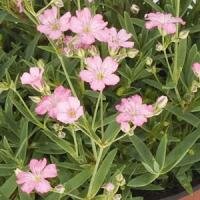 Gypsophila Repens Filou Rose 9cm