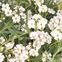 Gypsophila Repens Filou White 9cm