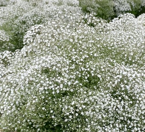 Gypsophila Summer Sparkles 5 Litre