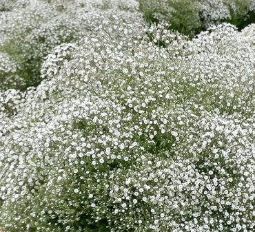 Gypsophila Summer Sparkles 5 Litre