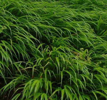 Hakonechloa macra 3 Litre