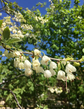 Halesia monticola 12 Litre