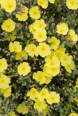 Halimium April Sun 15cm