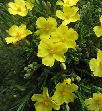 Halimium calycinum 3 Litre